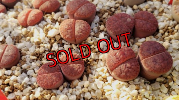 画像1: exC393 Embers/2H 【25-10】