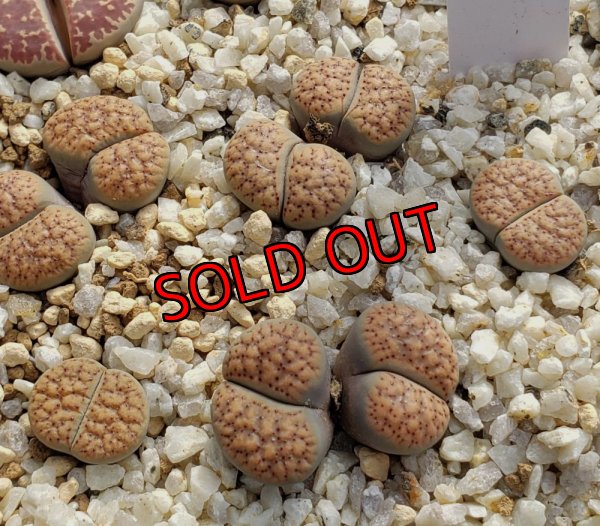 画像2:  verruculosa C200B【25-10】