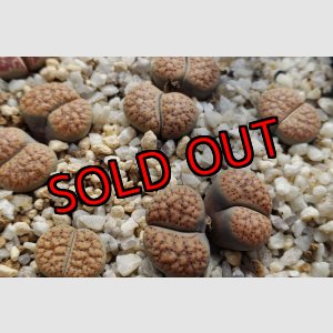 画像:  verruculosa C200B【25-10】