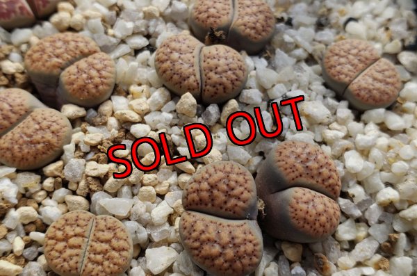 画像1:  verruculosa C200B【25-10】