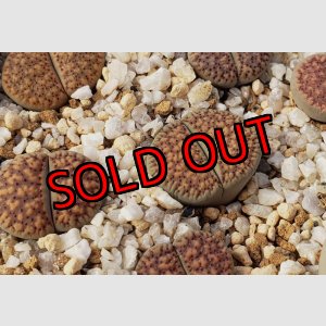 画像:  Inae C196【25-10】