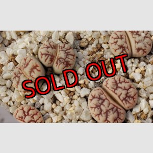 画像: C188 werneri【25-10】