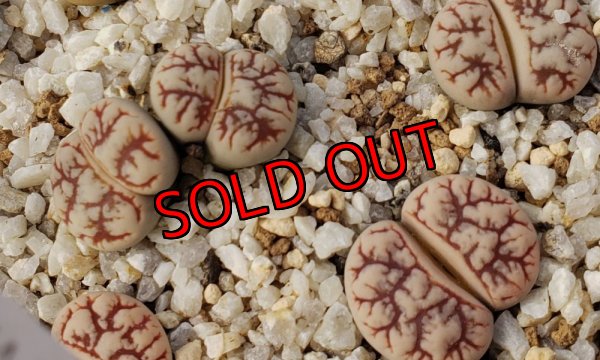 画像1: C188 werneri【25-10】