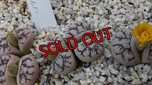 画像2: C188 werneri【25-10】