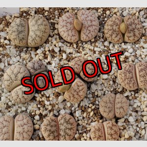 画像: sperrge biet ex KG【25-10】