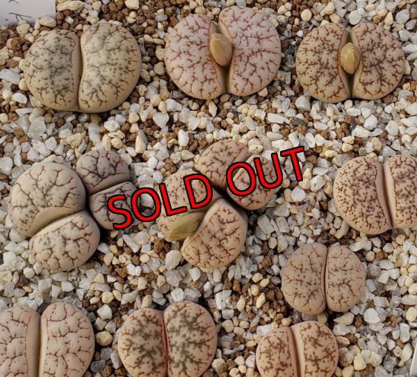 画像1: sperrge biet ex KG【25-10】