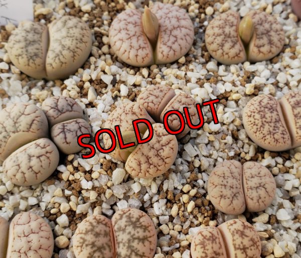 画像2: sperrge biet ex KG【25-10】