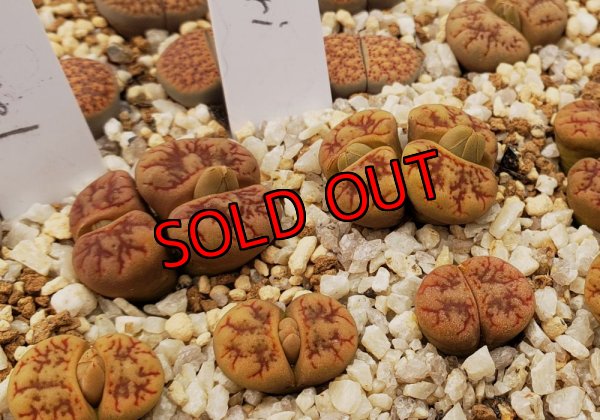 画像2: werneri Camel【25-10】