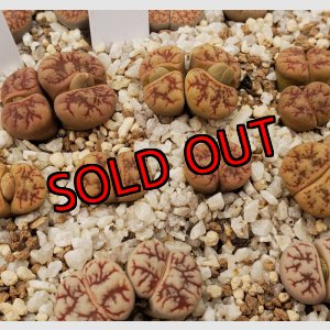 画像: werneri Camel【25-10】