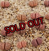 画像: Yamato Granat【25-10】