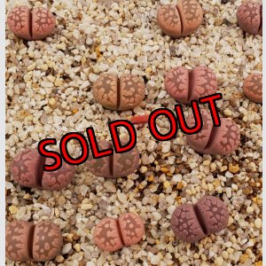 画像: Yamato Granat【25-10】