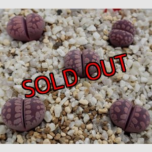 画像: YS.Amaranth【26-1】