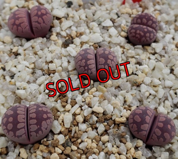 画像2: YS.Amaranth【25-10】