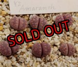 画像: YS.Amaranth【25-10】