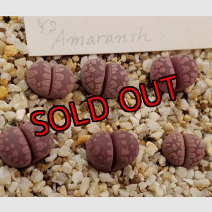 画像: YS.Amaranth【25-10】