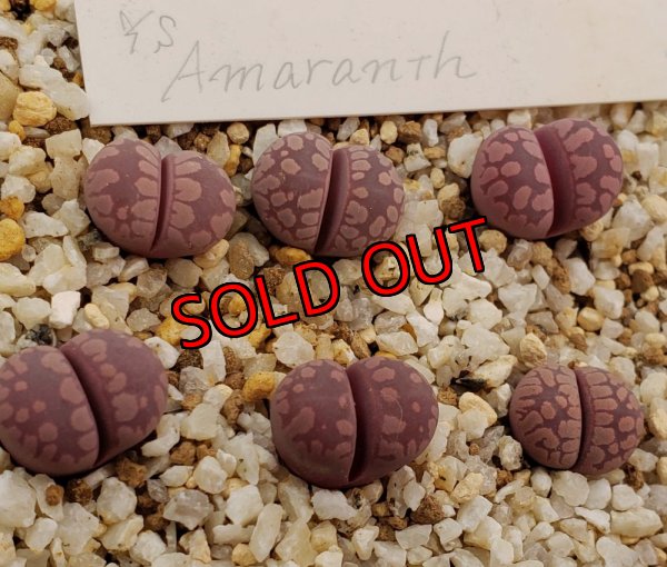 画像1: YS.Amaranth【25-10】