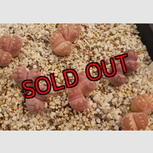 画像:  'Pink -Otsue' ex. C128/2H【25-10】