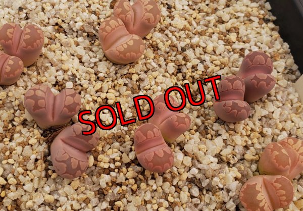 画像1:  'Pink -Otsue' ex. C128/2H【25-10】