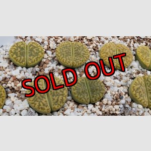 画像: Sulphurea C362【25-10】