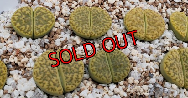 画像1: Sulphurea C362【25-10】