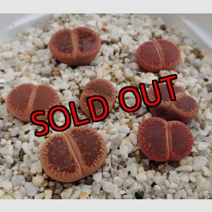 画像:  subsp. euniceae var. fluminalis 'Mado-Chieruby【25-10】