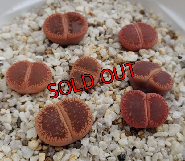 画像1:  subsp. euniceae var. fluminalis 'Mado-Chieruby【25-10】