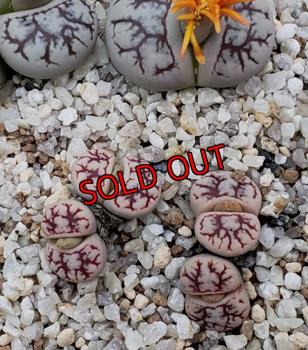 画像3: C188 werneri【25-10】