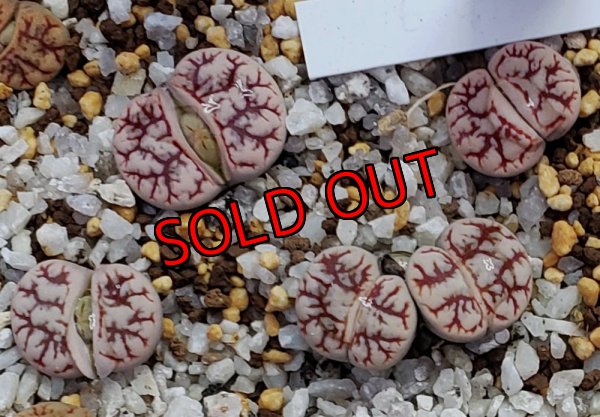 画像4: C188 werneri【25-10】