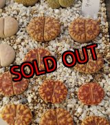 画像: white Nymph 【25-10】