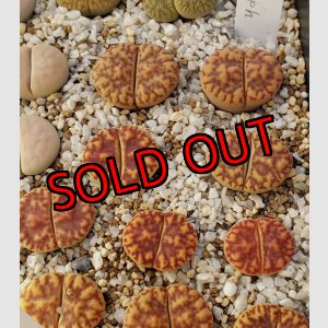 画像: white Nymph 【25-10】