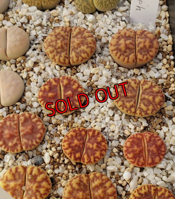 画像1: white Nymph 【25-10】