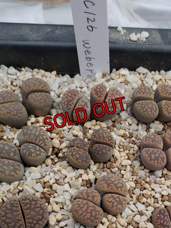 画像2: v. weberi C126【25-10】