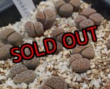 画像: v. weberi C126【25-10】