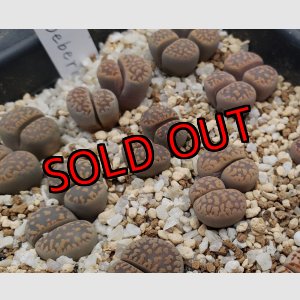 画像: v. weberi C126【25-10】