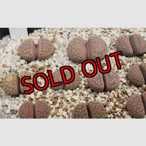 画像: v. weberi C347【25-10】