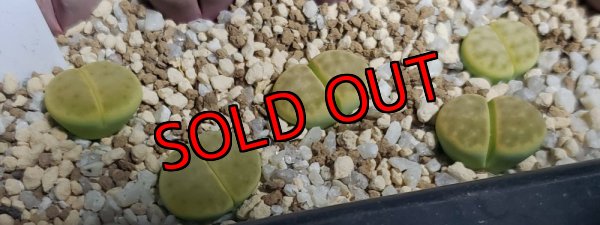 画像2: Dintergreen' C206A 【25-10】