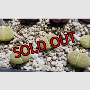 画像: Dintergreen' C206A 【25-10】