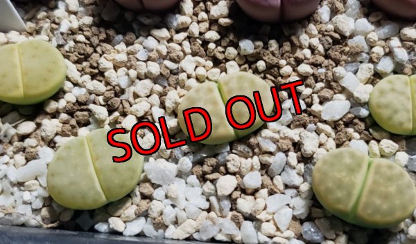 画像1: Dintergreen' C206A 【25-10】