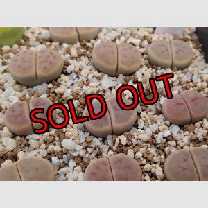 画像: v. brevis C268【25-10】