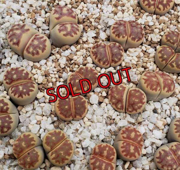 画像2: dorotheae de Boer (red)/2H 【25-10】