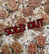 画像: dorotheae de Boer (red)/2H 【25-10】