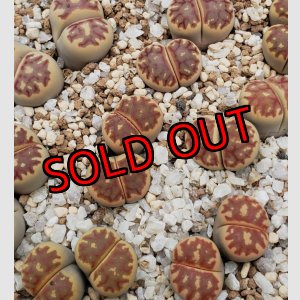 画像: dorotheae de Boer (red)/2H 【25-10】