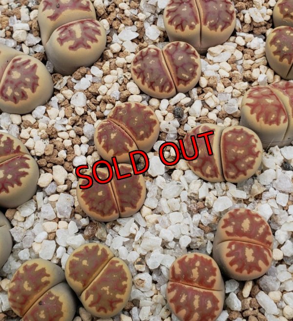 画像1: dorotheae de Boer (red)/2H 【25-10】