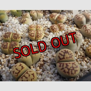 画像: dorotheae EH (yellow)  /2H 【25-10】