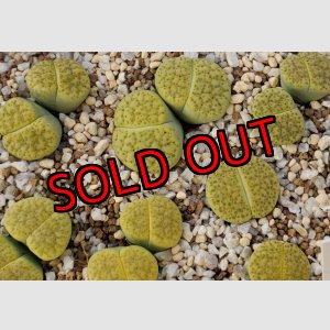 画像:    Aurea' C363 【25-10】