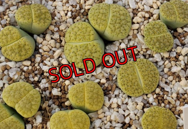 画像1:    Aurea' C363 【25-10】