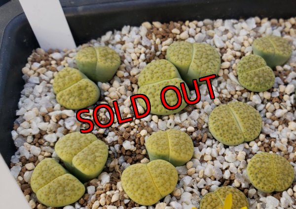 画像2:    Aurea' C363 【25-10】