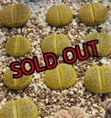 画像: Jackson's Jade C395【25-10】