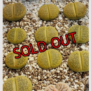 画像: Jackson's Jade C395【25-10】