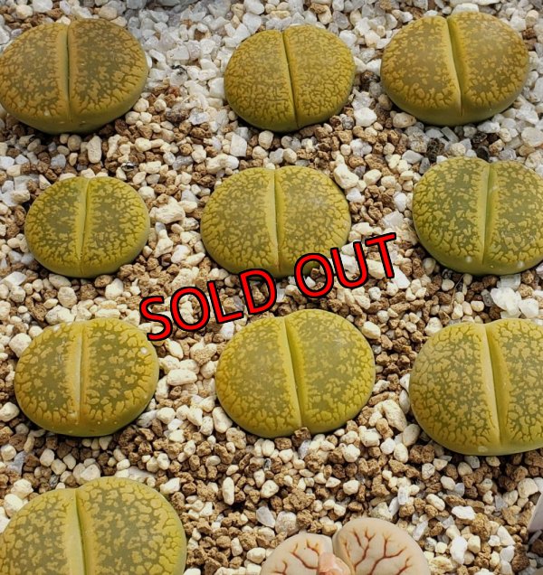 画像1: Jackson's Jade C395【25-10】